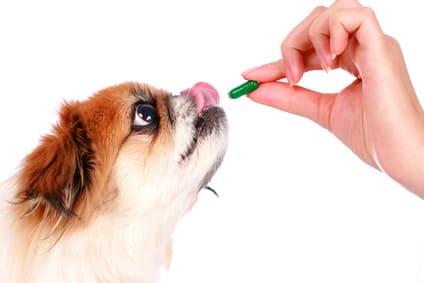 how to give your dog a pill