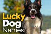 Lucky Dog Names