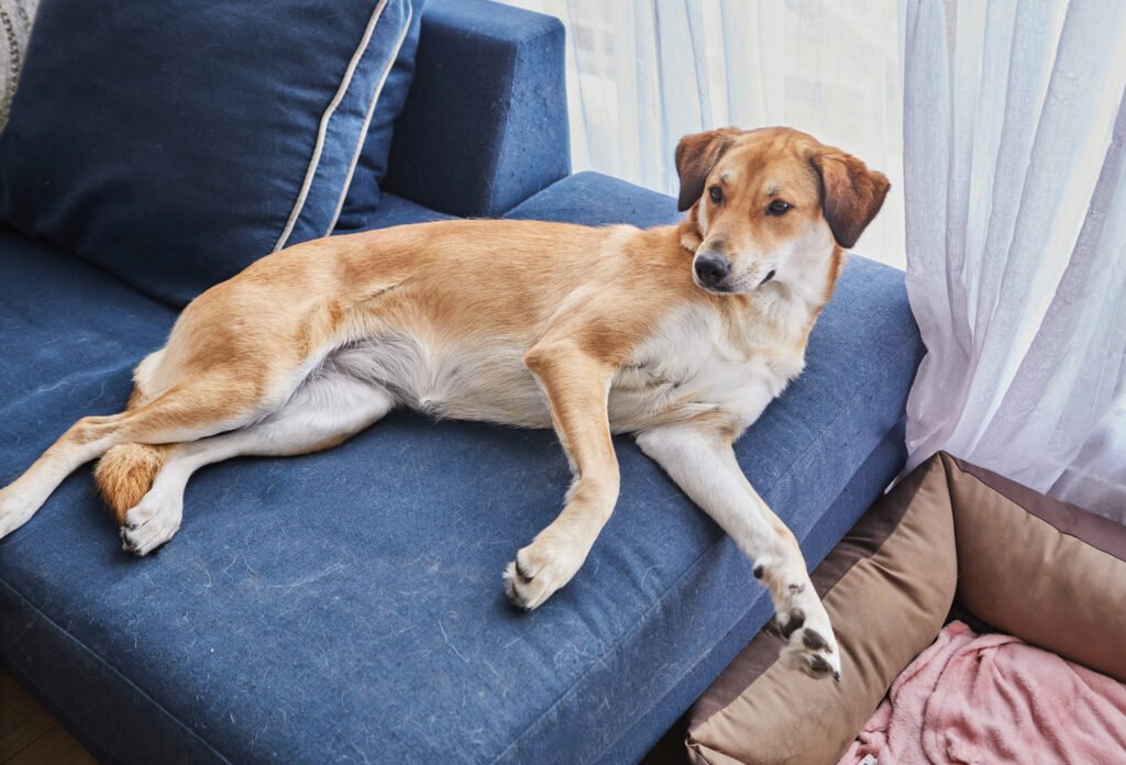 Adult dog lounging on couch.