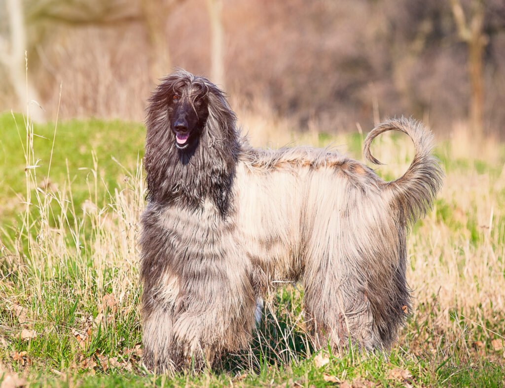 Female Arabic Dog Names