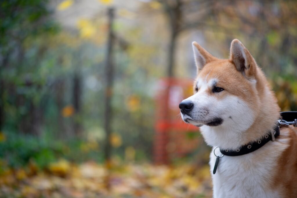 Male Japanese Dog Names