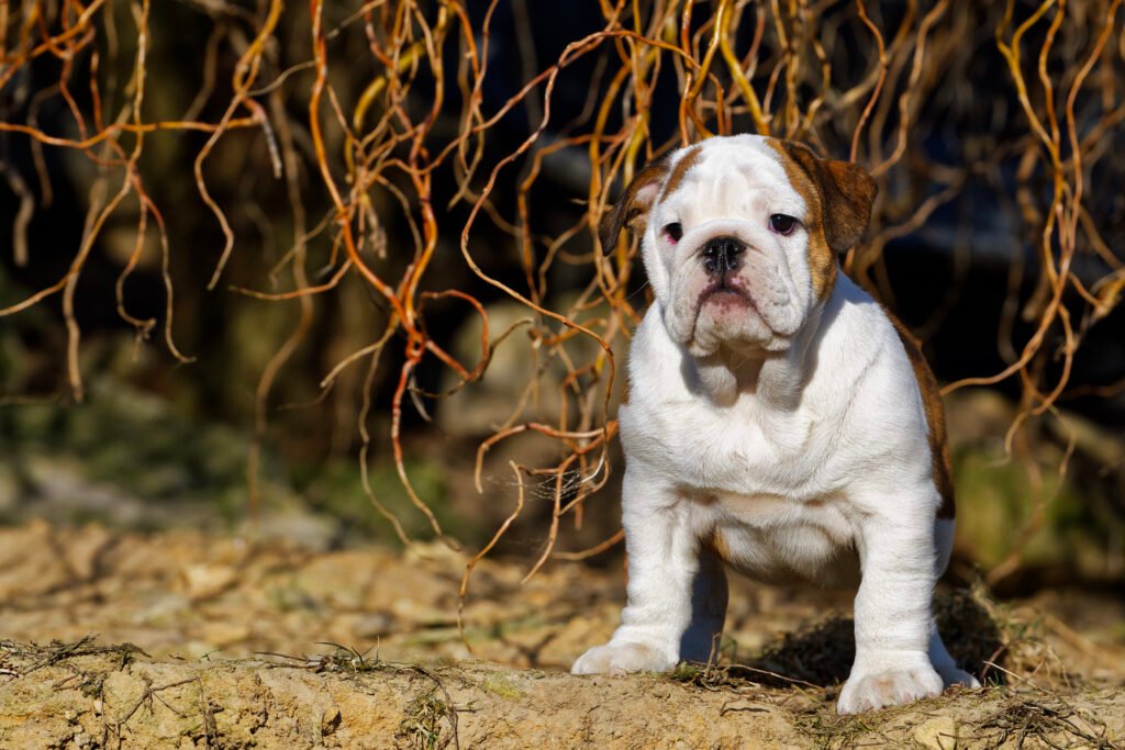 Female American Bulldog names