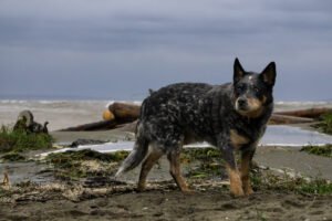 Australian Cattle Dog/Blue Heeler