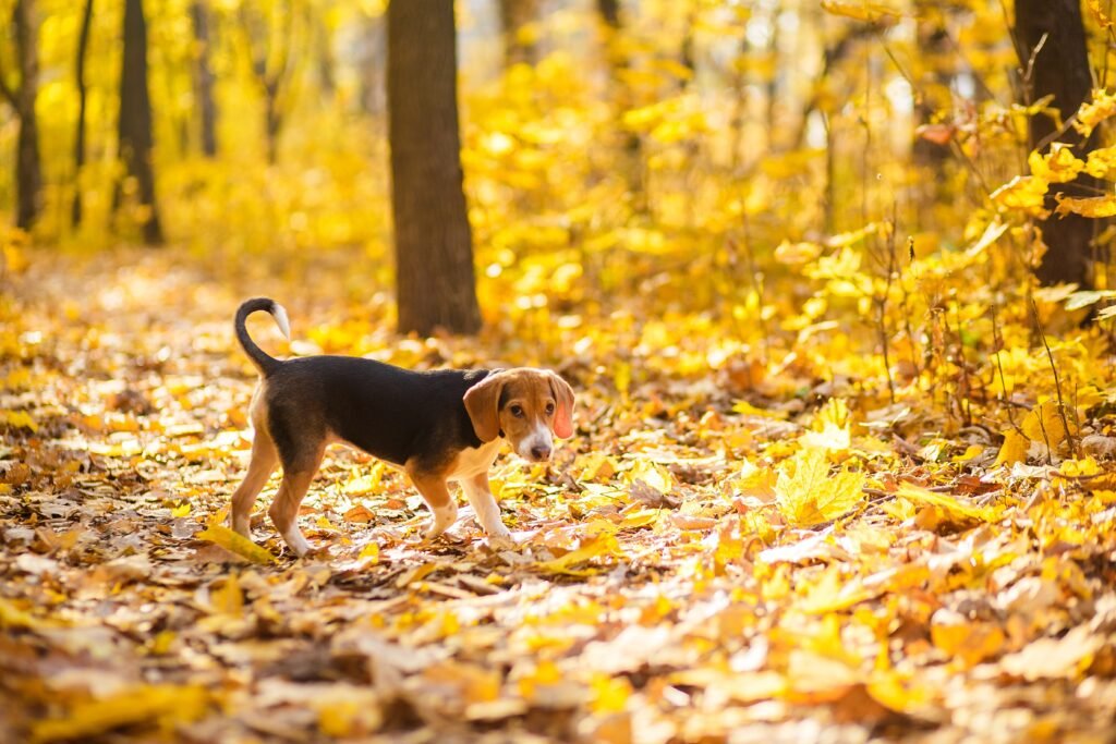 Autumn Dog Names