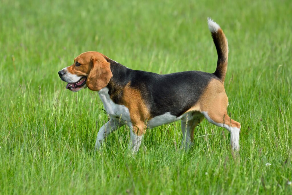 Male Beagle Dog Names