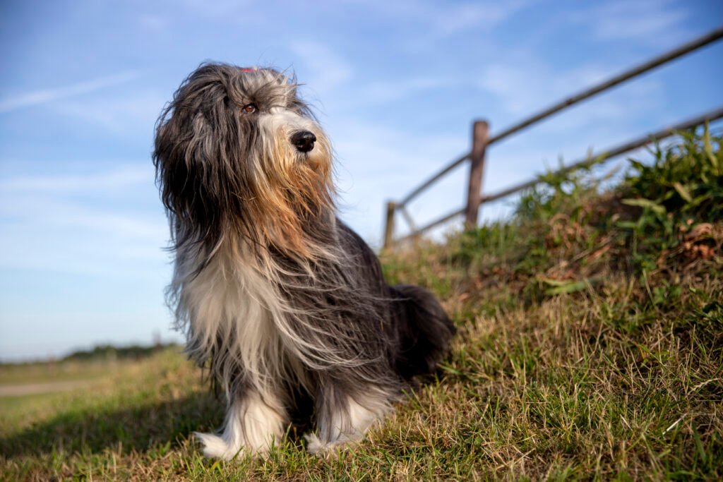 Male Country Dog Names