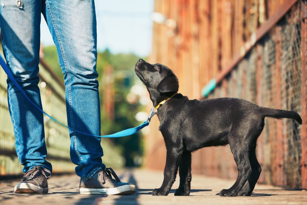 Dog Training Resources