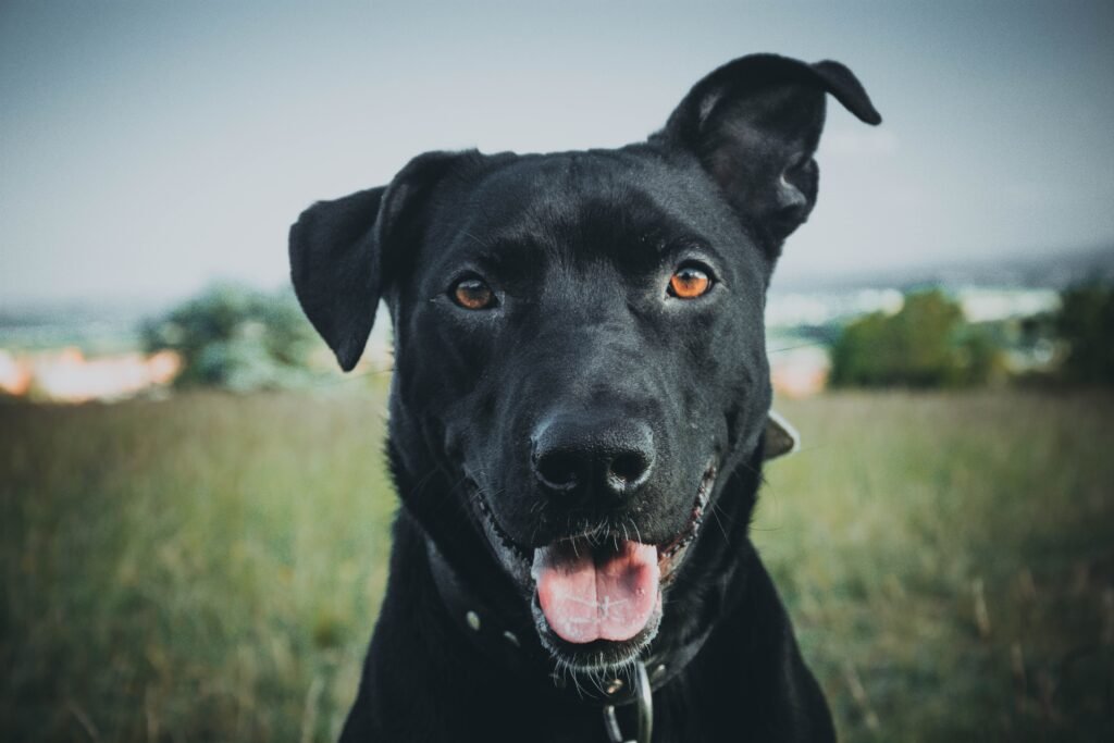 Male Black Dog Names