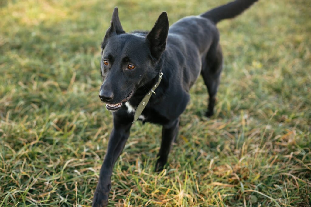 Female Black Dog Names