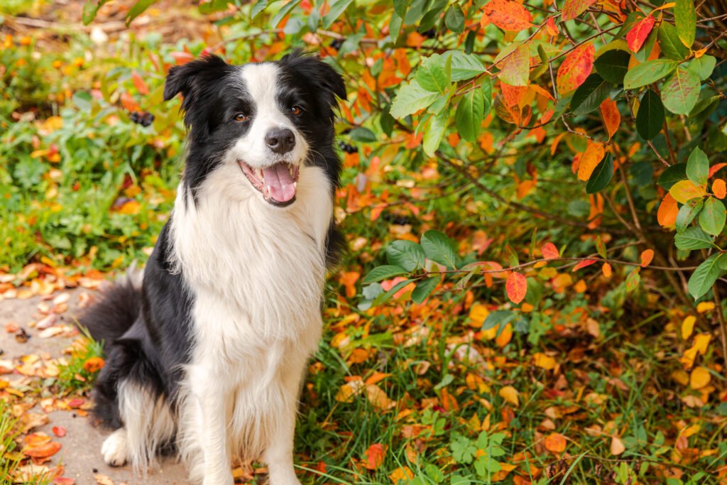 Border Collie Female Dog Names