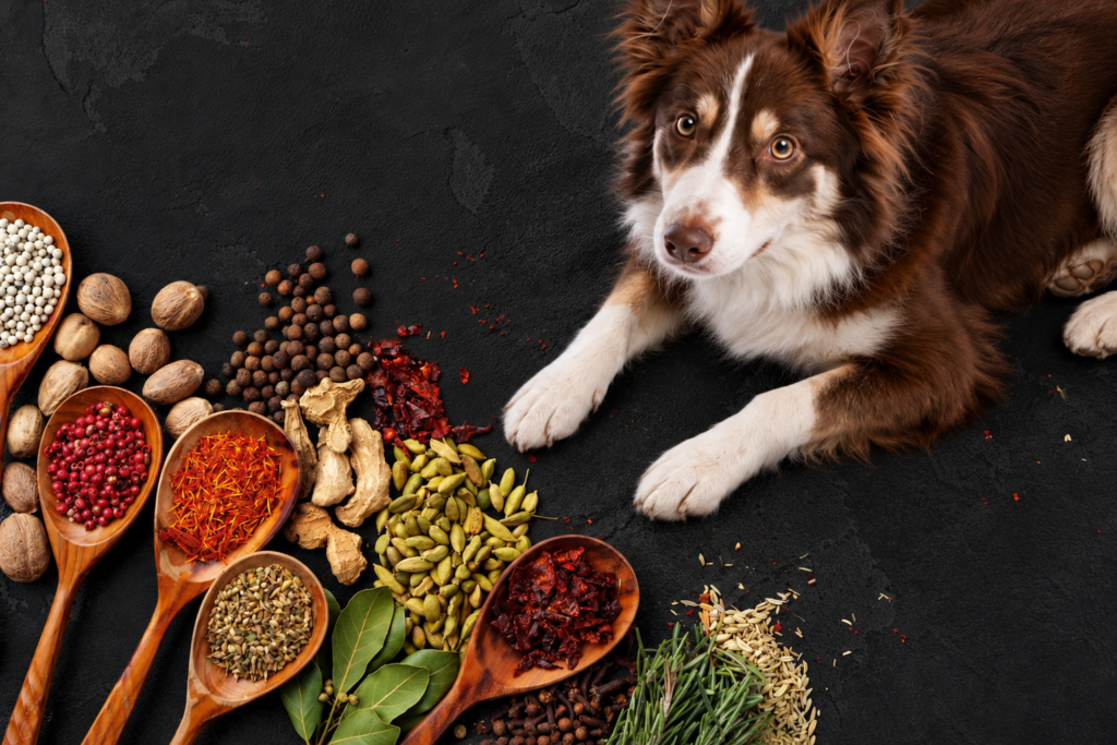 Spice Dog Names