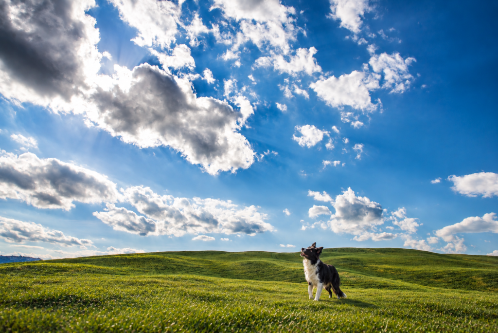 Sky Dog Names