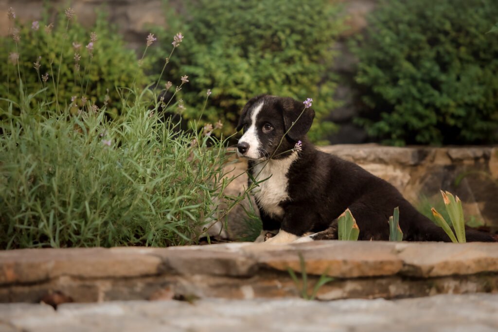 Herb Dog Names