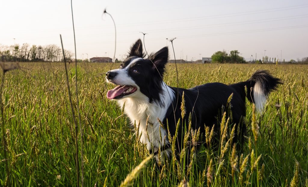 High Energy Border Collie