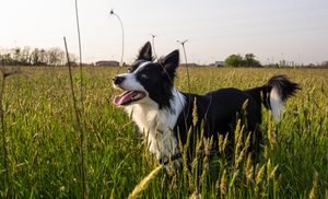 Border Collie - medium sized dog.