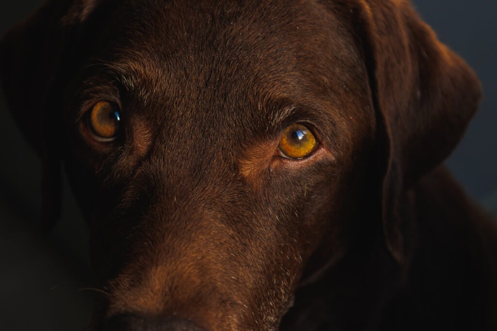 Female Brown Dog Names