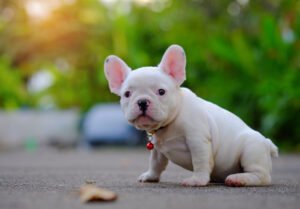 Mind of a puppy.