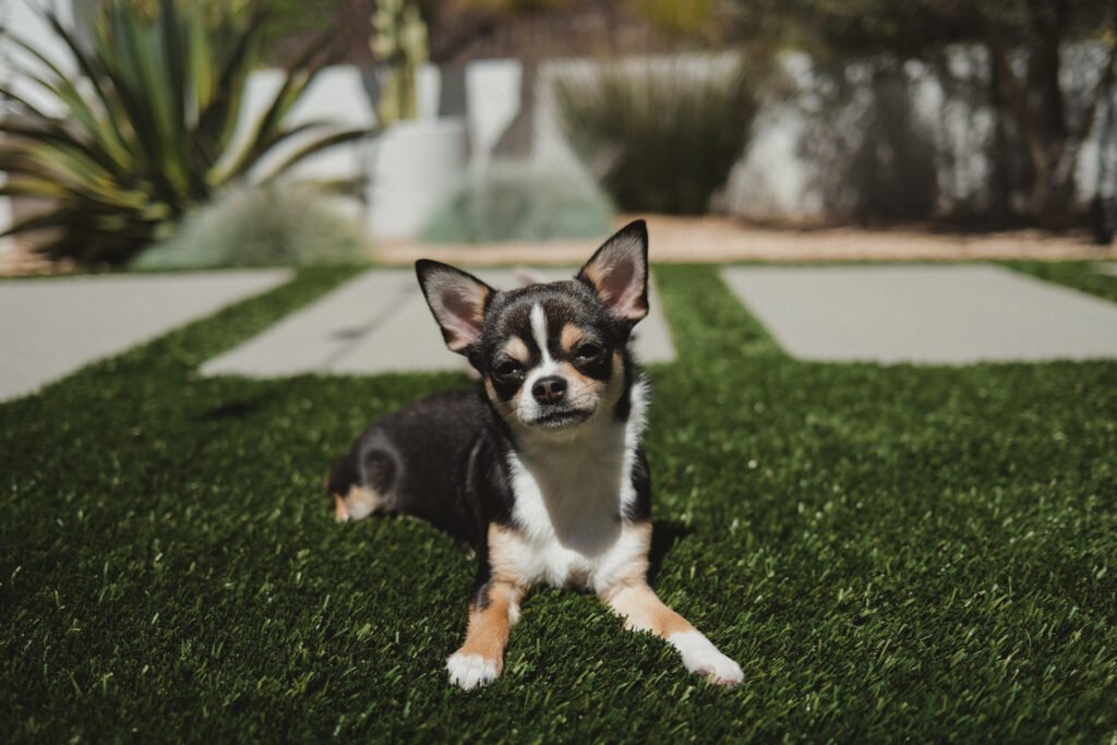 Male Chihuahua Dog Names