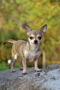 Long lived Chihuahua