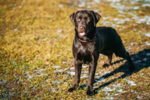 Chocolate Labrador Retriever.