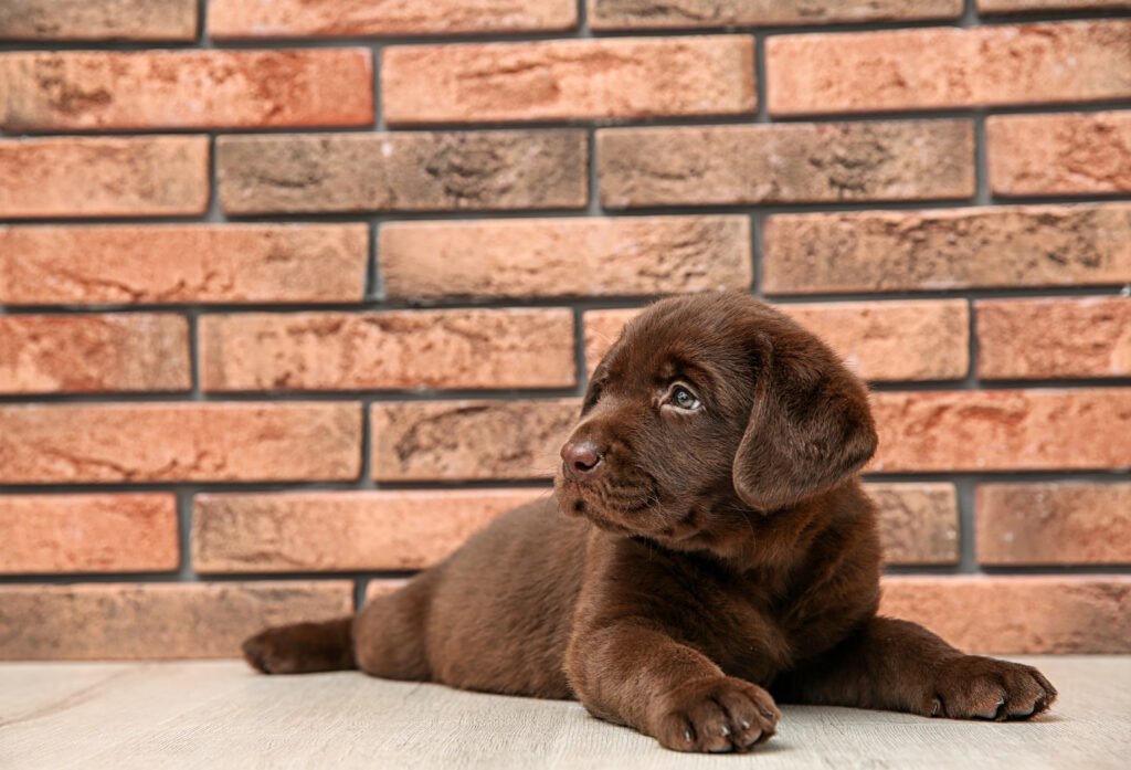 Female Labrador Retriever Names