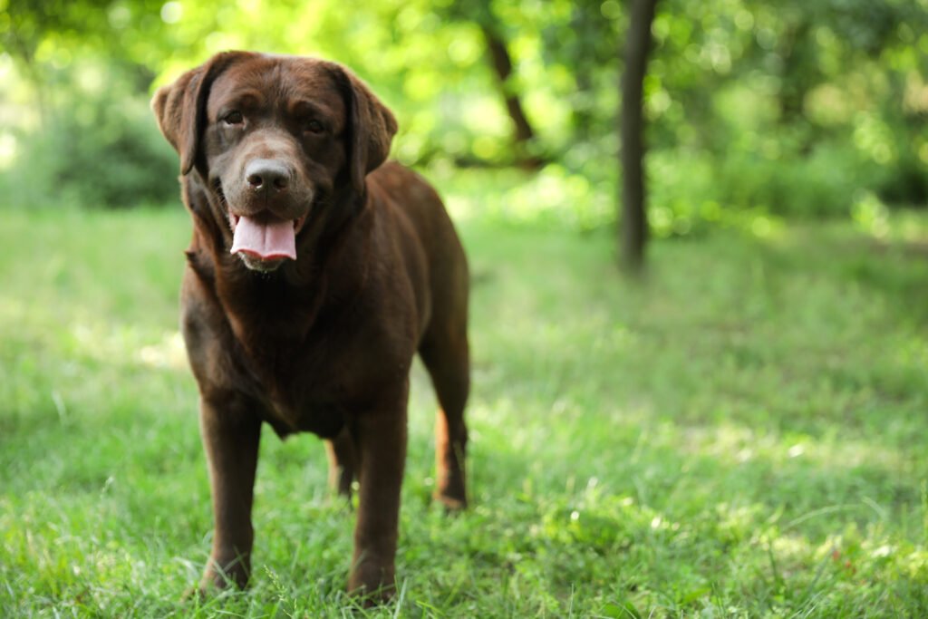 Chocolate Labrador Retriever in field