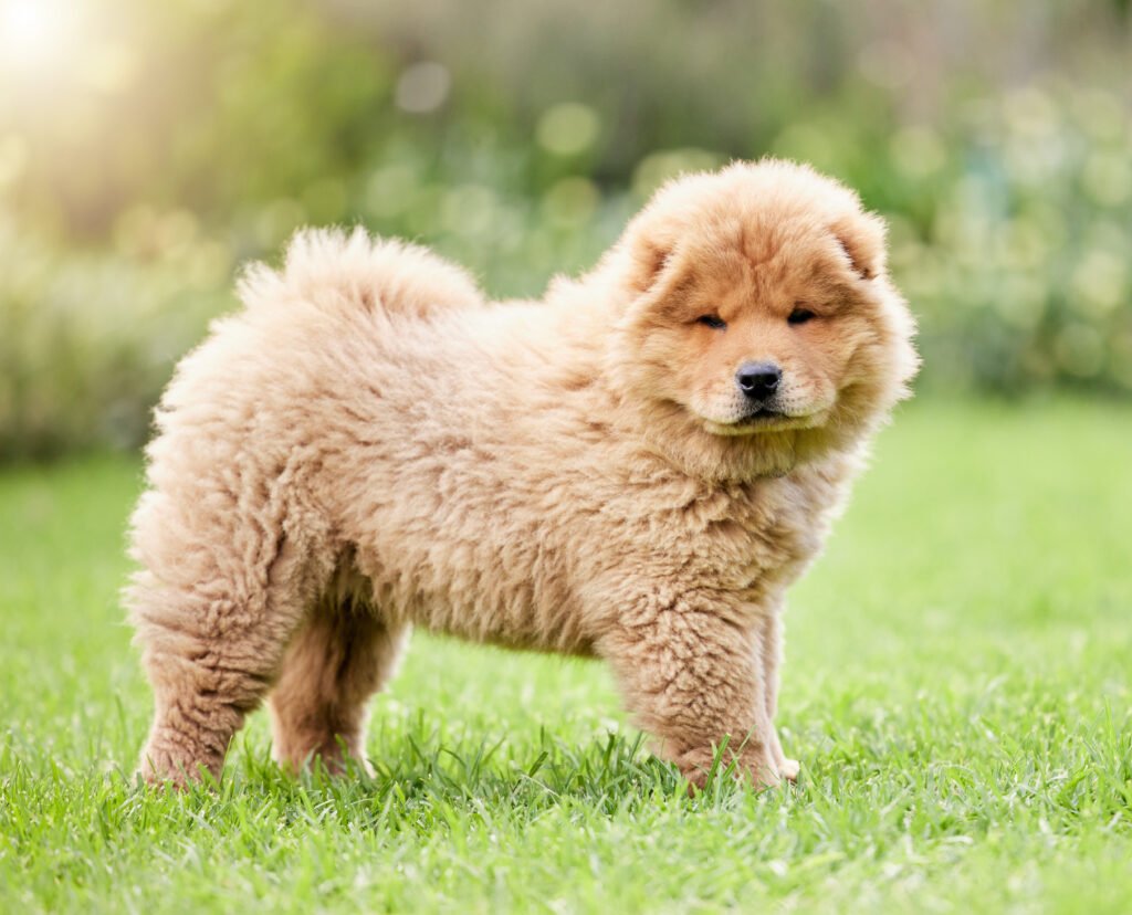 Fluffy Dog Names