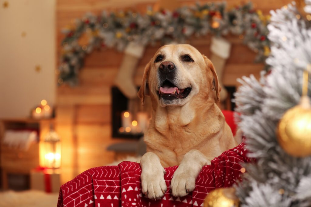 Female Christmas Dog Names