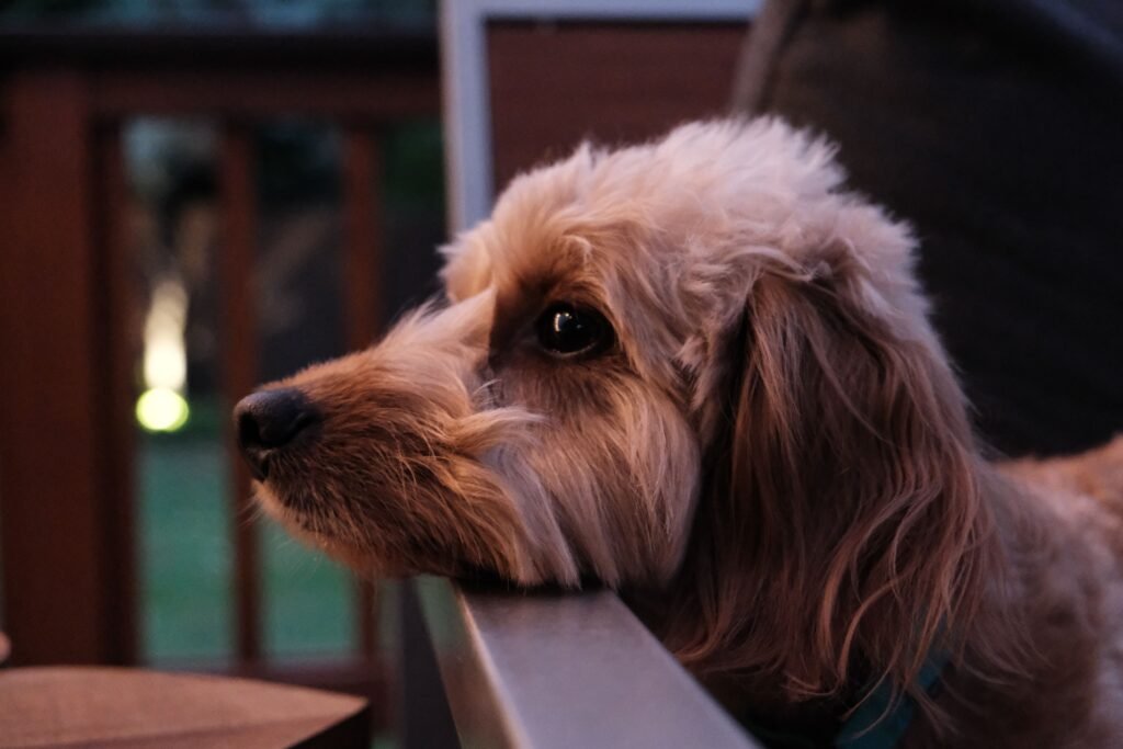 Clever Dog Names