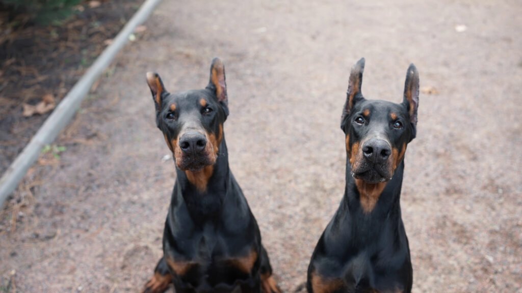 Male Doberman Dog Names