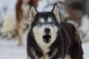 Dog barking.