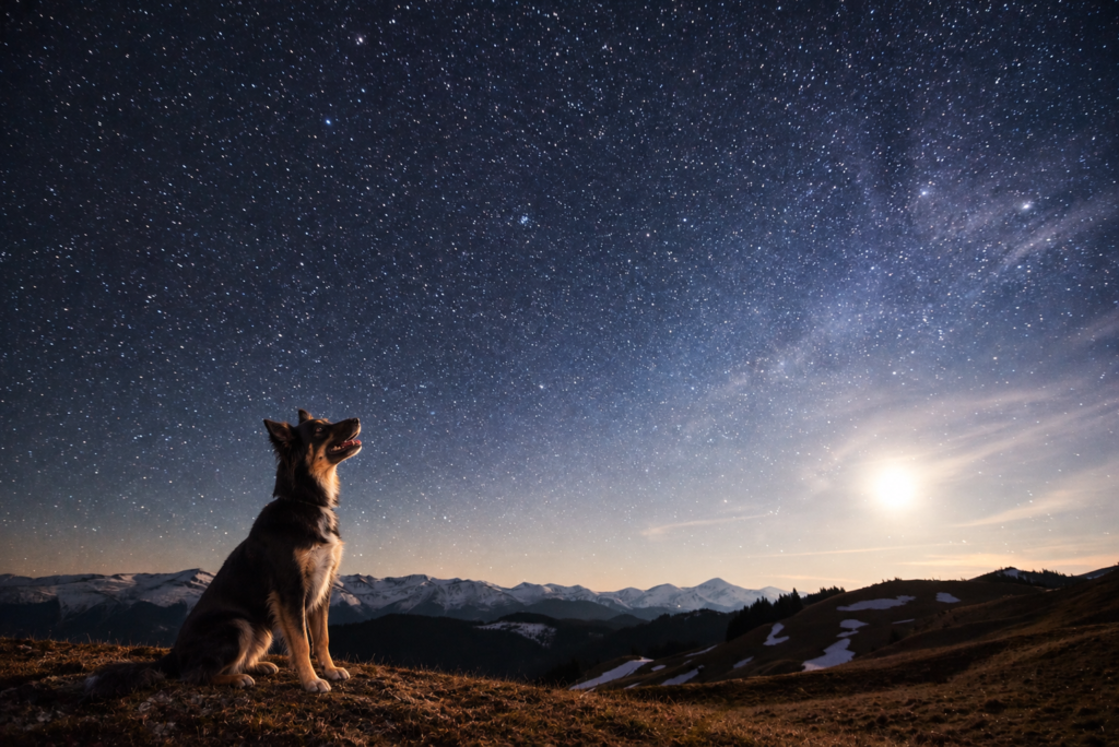 Star Dog Names