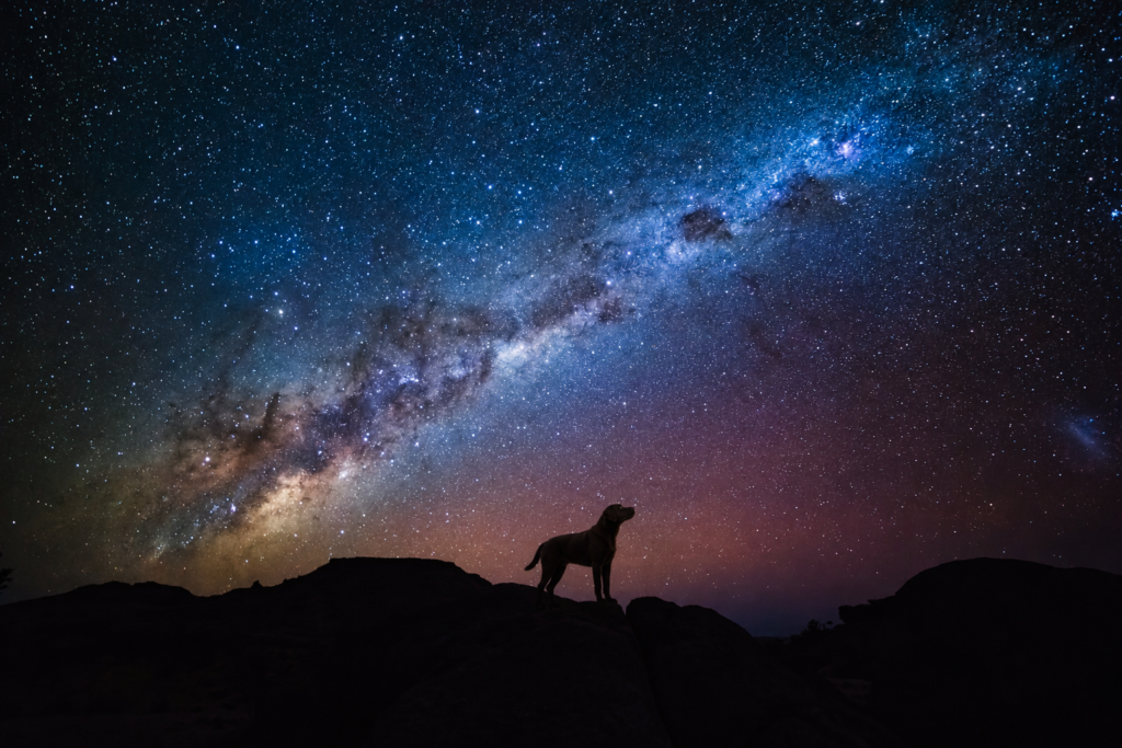 Space Dog Names