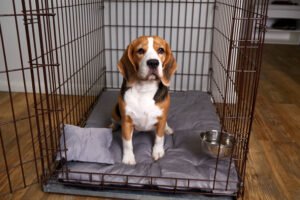 Dog crate training.