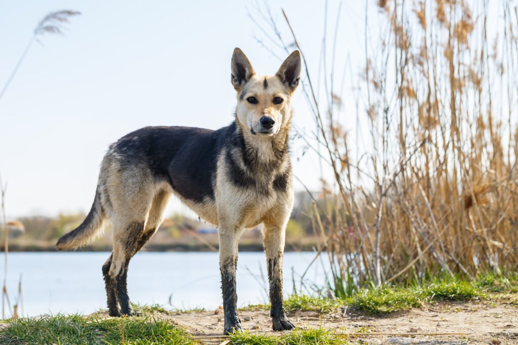 Male Arabic Dog Names