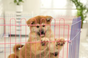 Dog exercise pen.