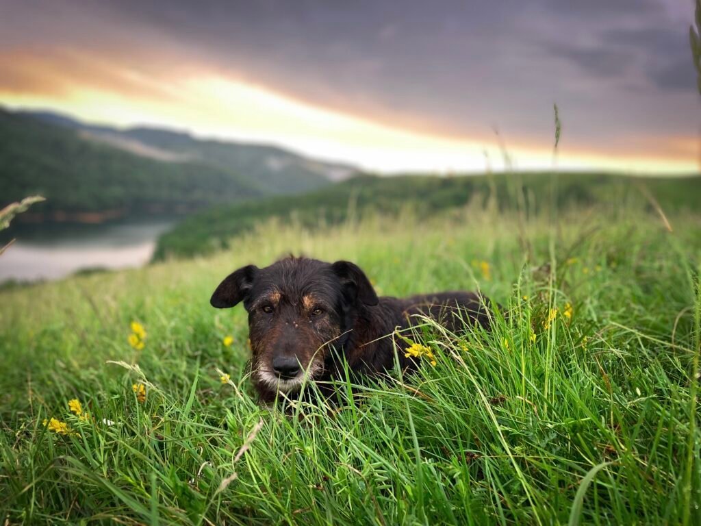 Male Irish Dog Names