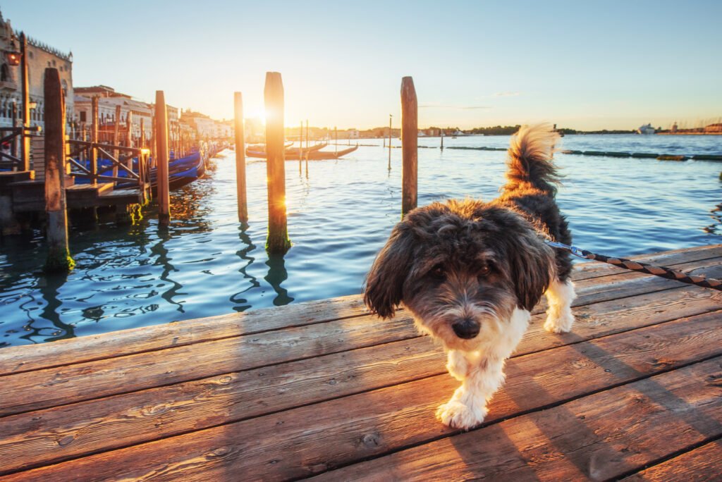 Female Italian Dog Names