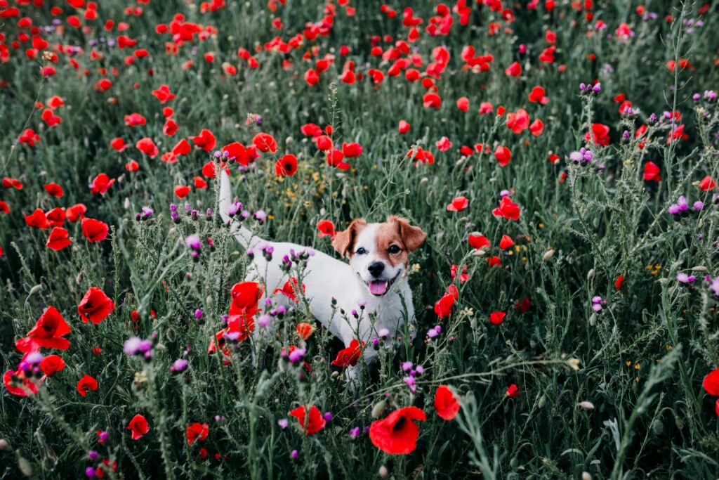 Flower Dog Names