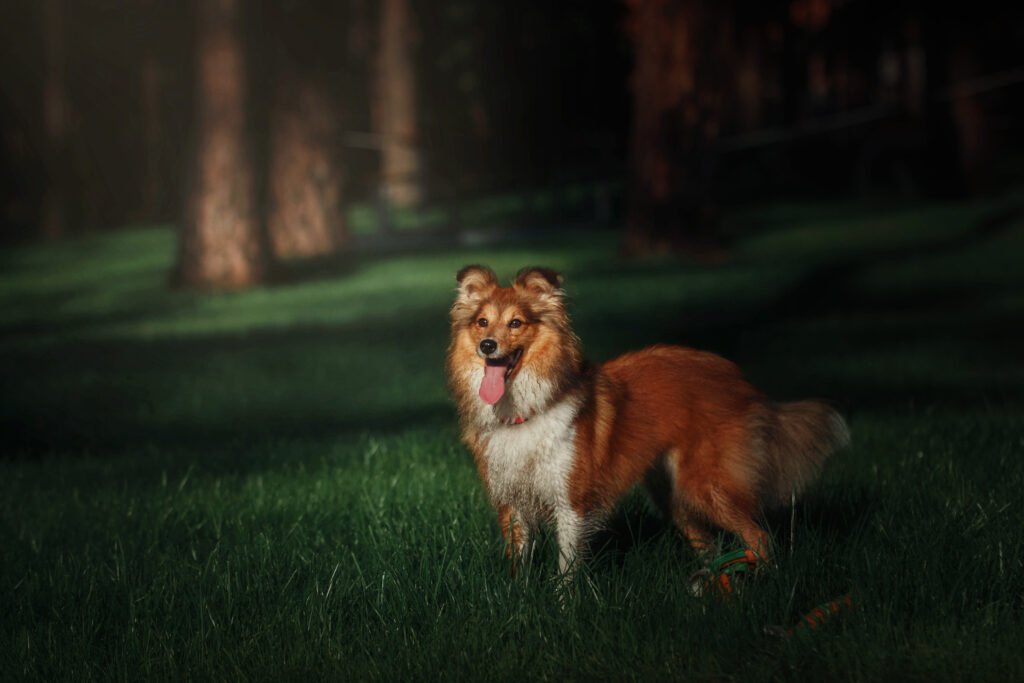 Themed Dog Names