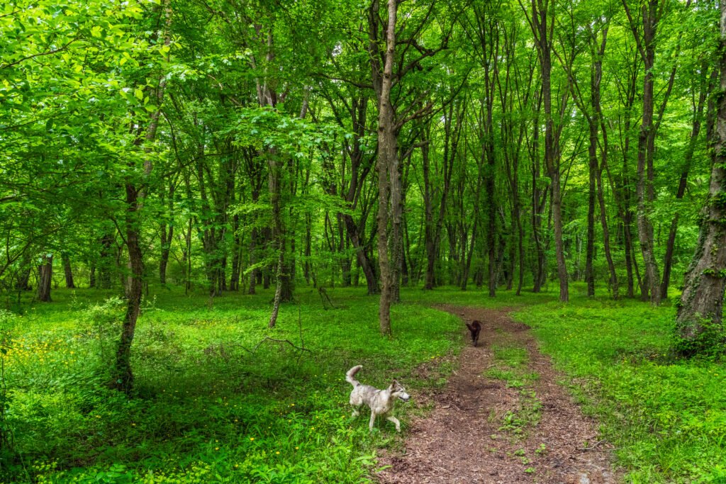 Enchanted Forest Dog Names