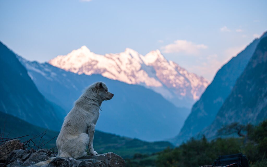 Mountain Dog Names
