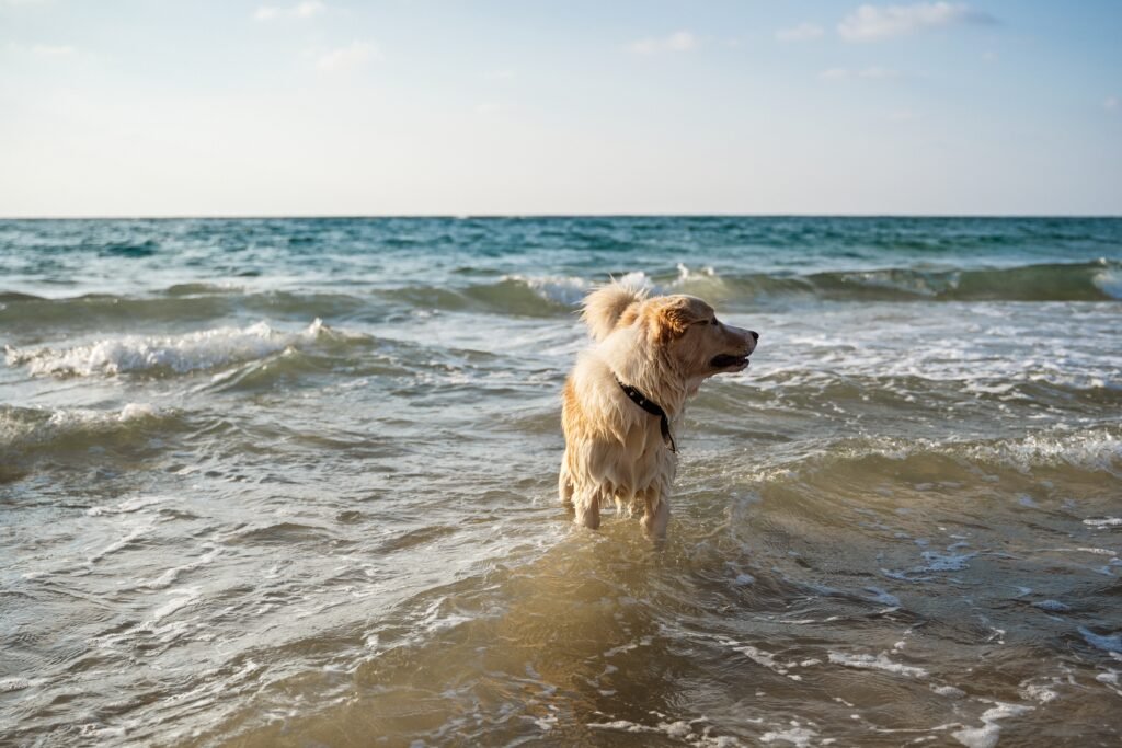 Ocean Dog Names