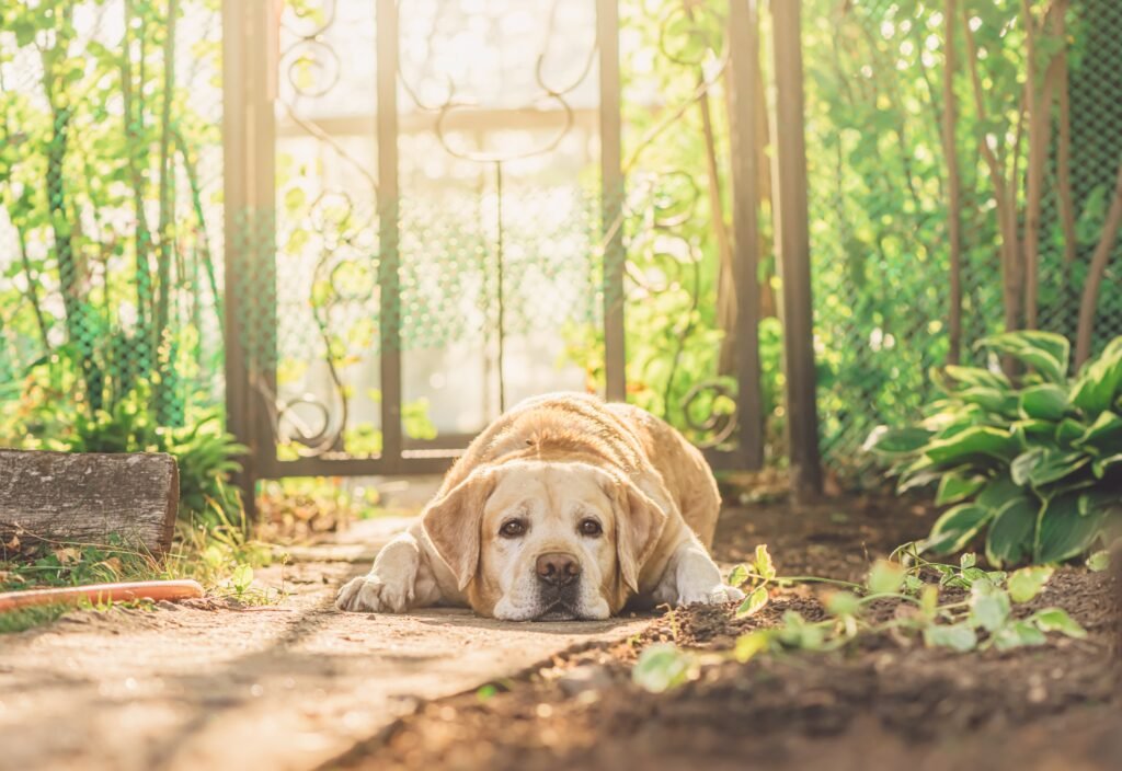Garden Dog Names