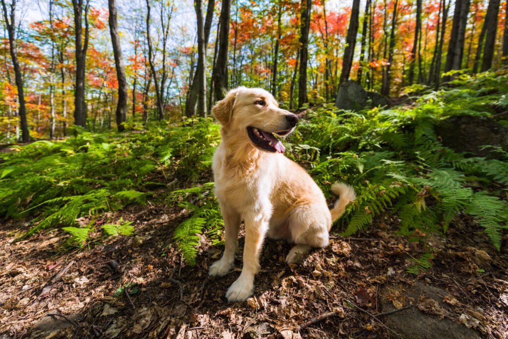 Female Nature Dog Names