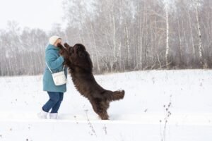 Dog jumping on person.