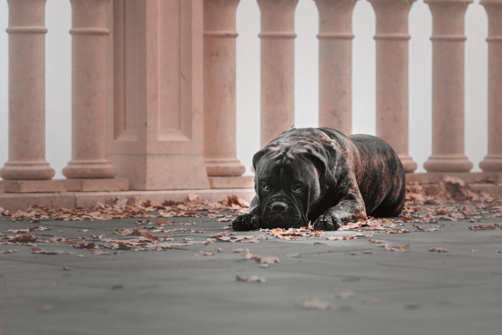 Male Latin Dog Names