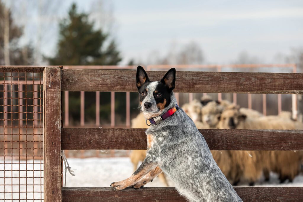 Female Farm Dog Names