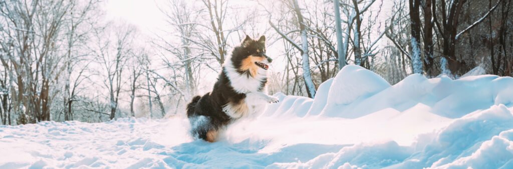 Winter Dog Names