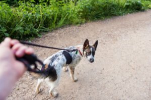 Dog pulling on leash.